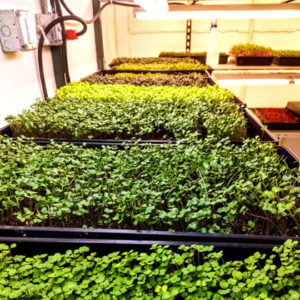 Microgreens in indoor plant