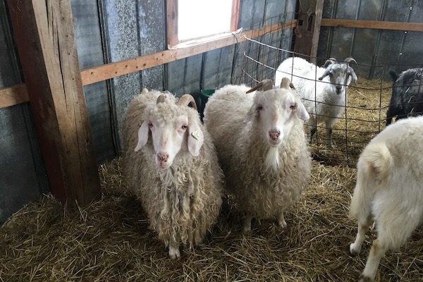 Two goats face the camera in a barn at Laughing Goat Fiber Farm while three goats play in the background