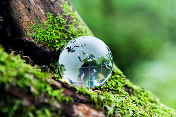 glass globe (showing Africa and Asia) on mossy tree trunk
