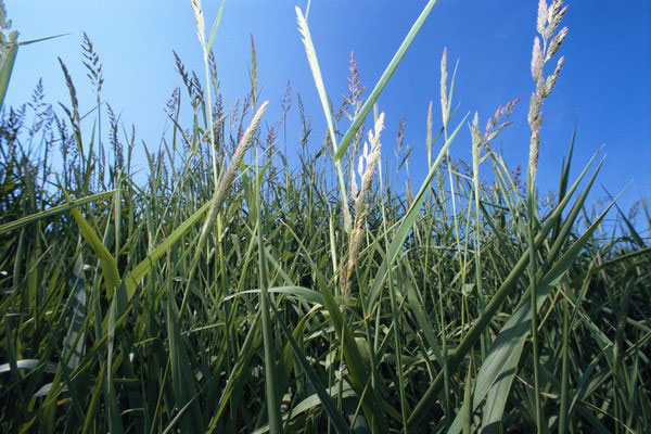 close-up shot of green wheat grass with blue sky in the background.