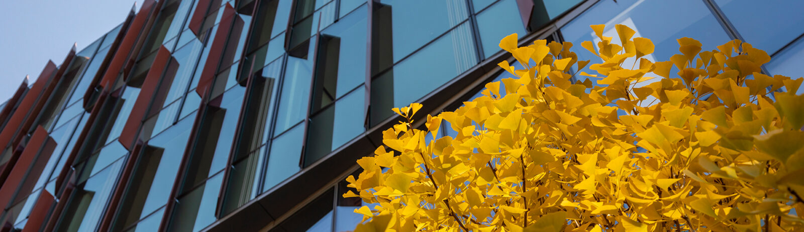 Exterior of the Breazzano Family Center for Business Eduation with golden leaves in the bottom right corner.