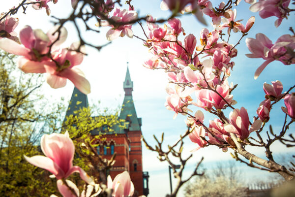 Sage Hall visible in the distance behind a flowering tree branch.