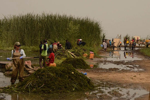 Researchers and community members gather aquatic vegetation, ceratophyllum demersum, from a water access point in northern Senegal.