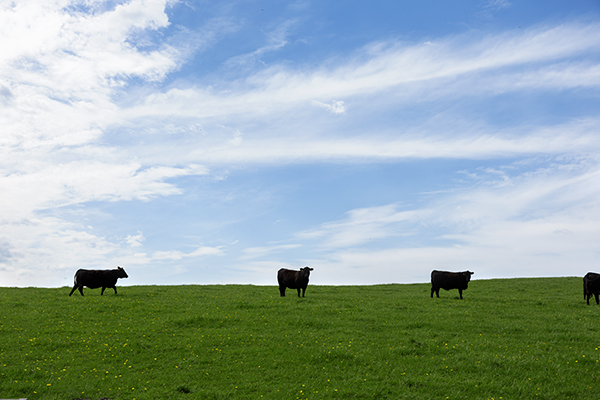 Cattle in the field on the Centerdale Farm in Black River, New York